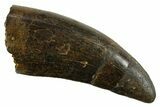 Serrated, Tyrannosaur (Nanotyrannus) Tooth - Montana #378493-1